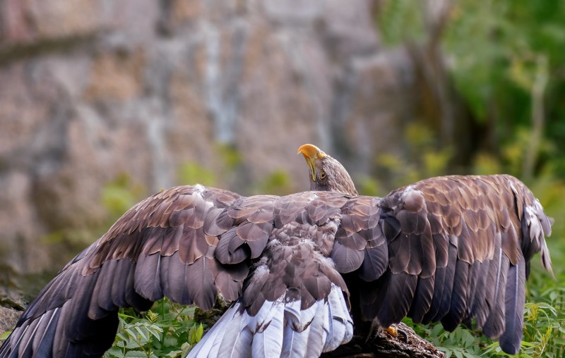 Орлан-белохвост Haliaeetus albicilla