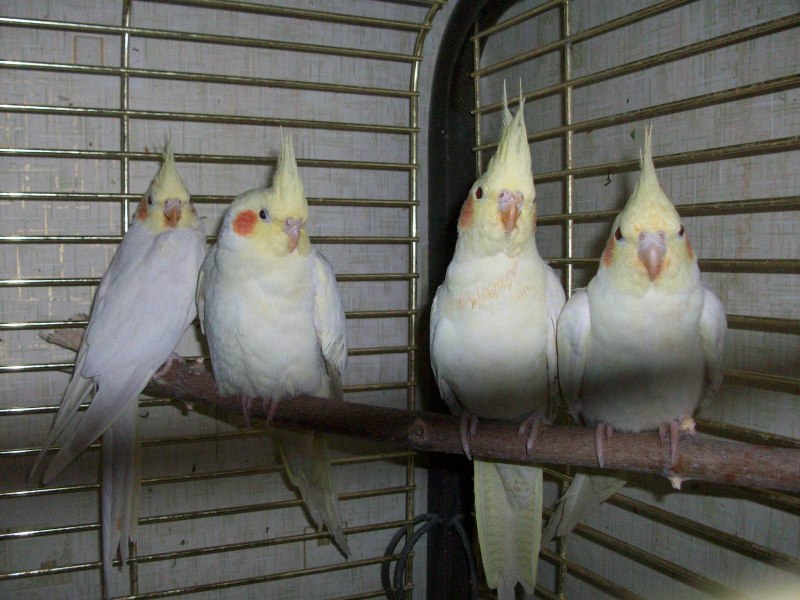 Корелла лютино самец