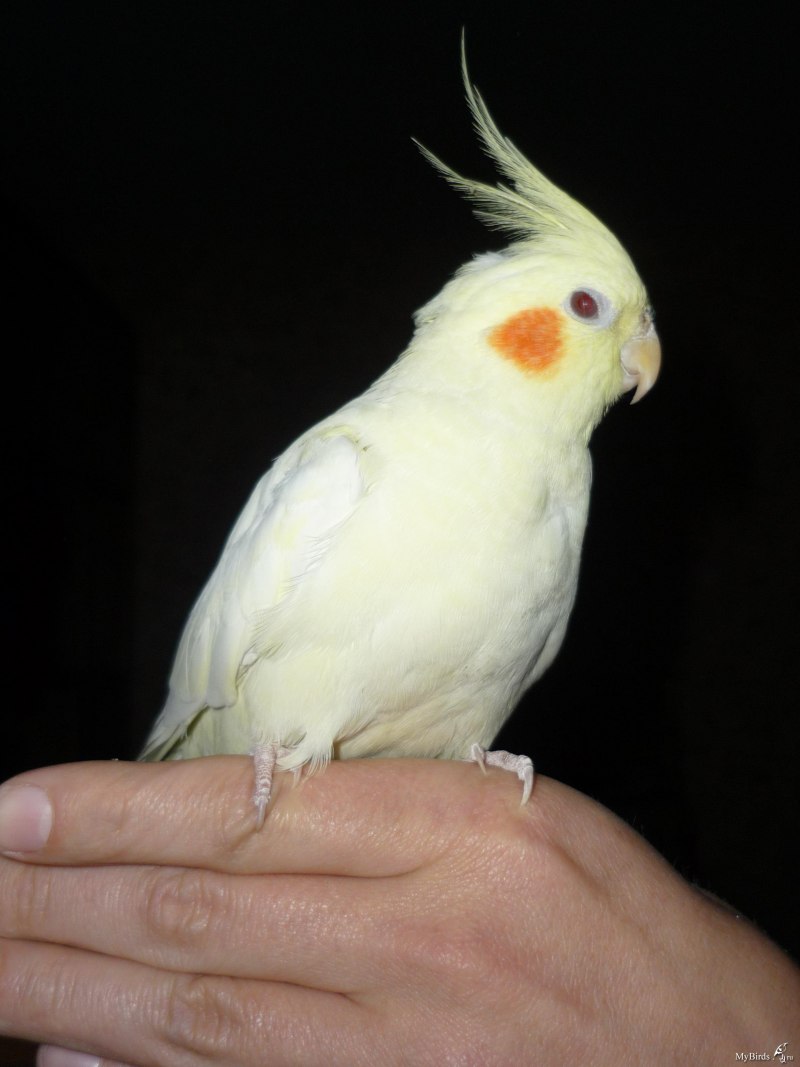 Корелла лютино