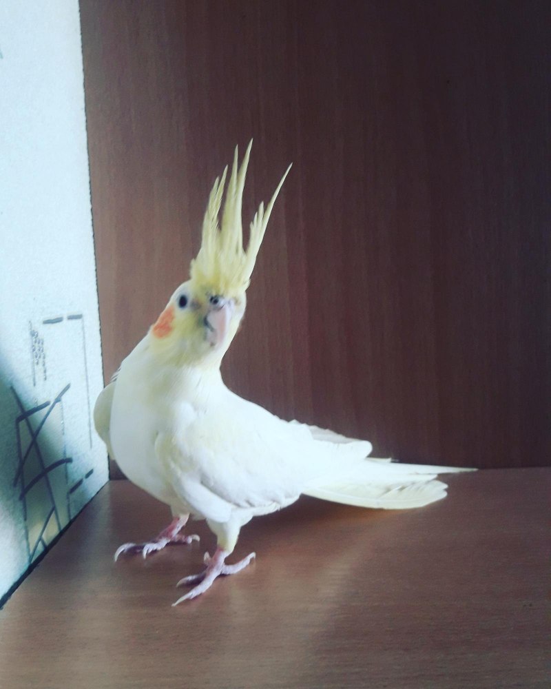 Корелла самец