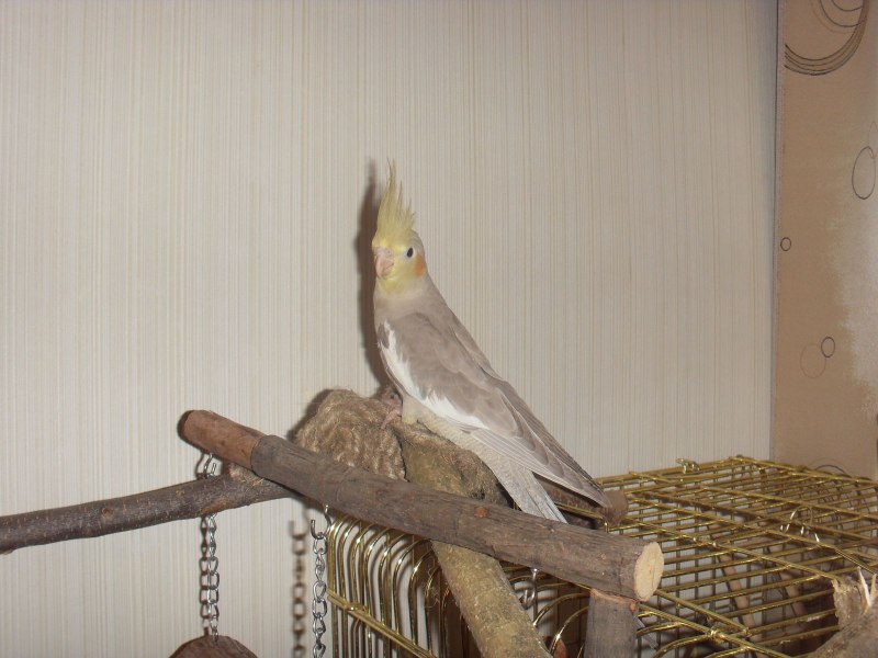 Корелла в месяц