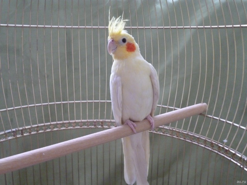 Корелла лютино птенец