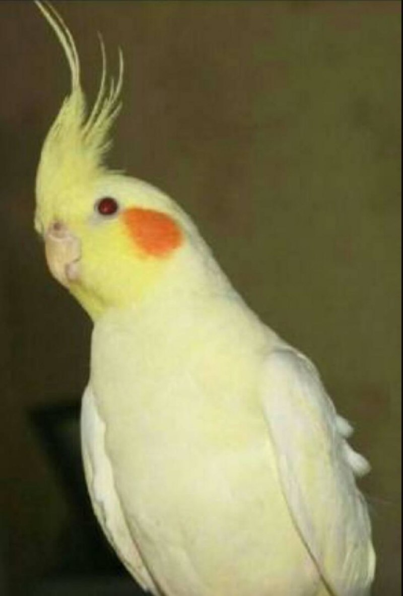 Корелла желтый самец