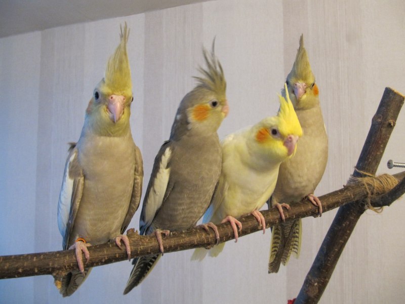 Корелла серёжа