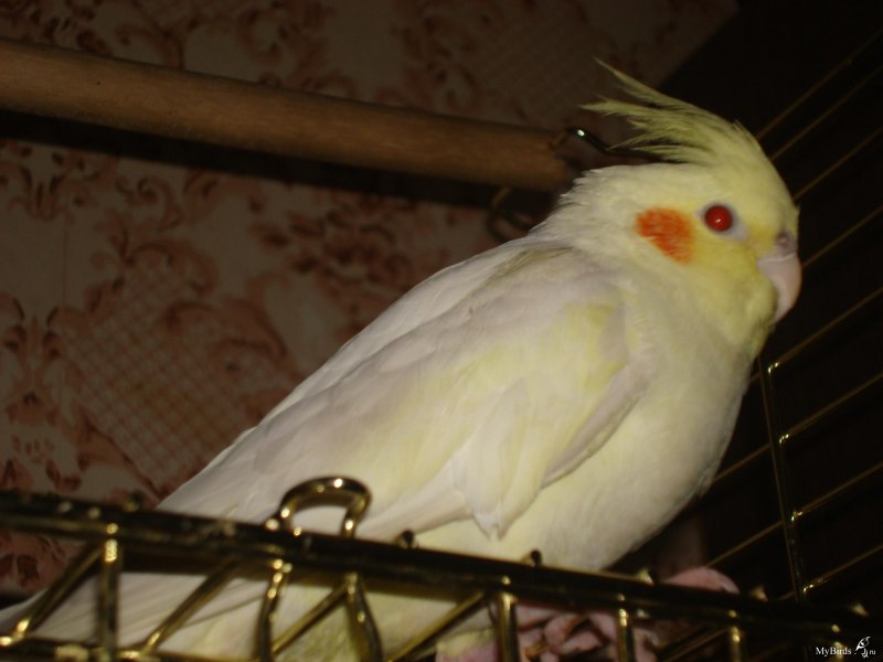 Корелла лютино самец