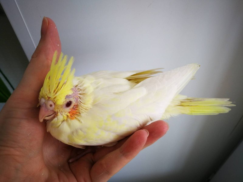 Корелла лютино самец