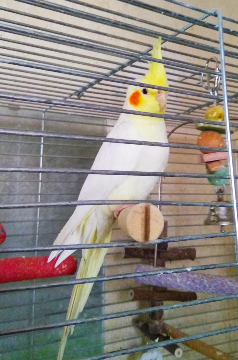Желтые корелла лютино