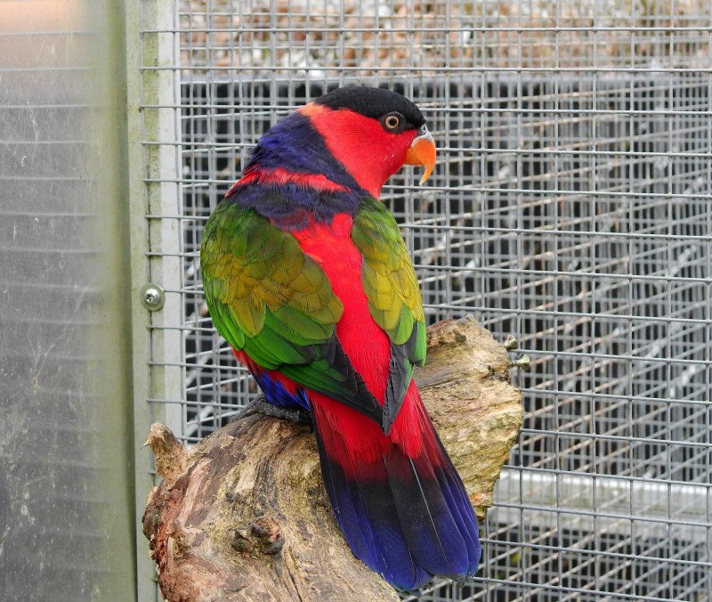 Trichoglossus haematodus