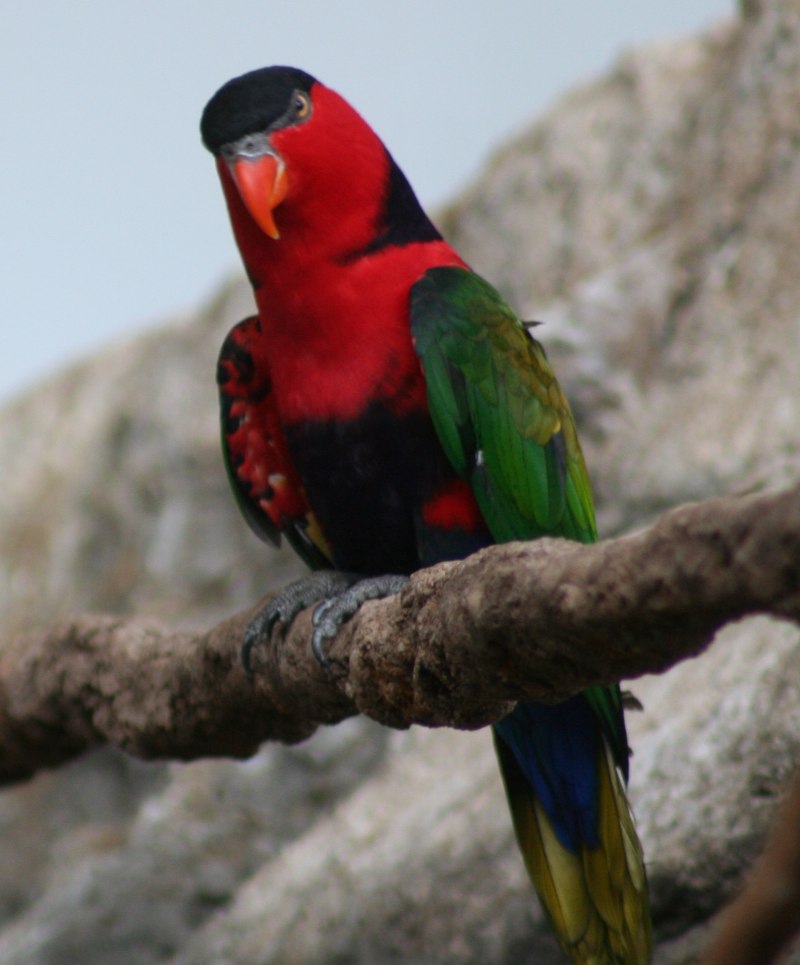 Пиррура Black capped