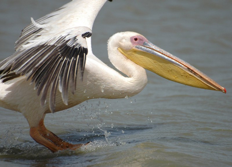 Pelecanus onocrotalus