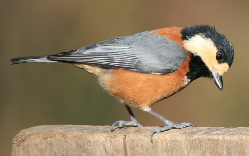 Тиссовая синица Parus varius