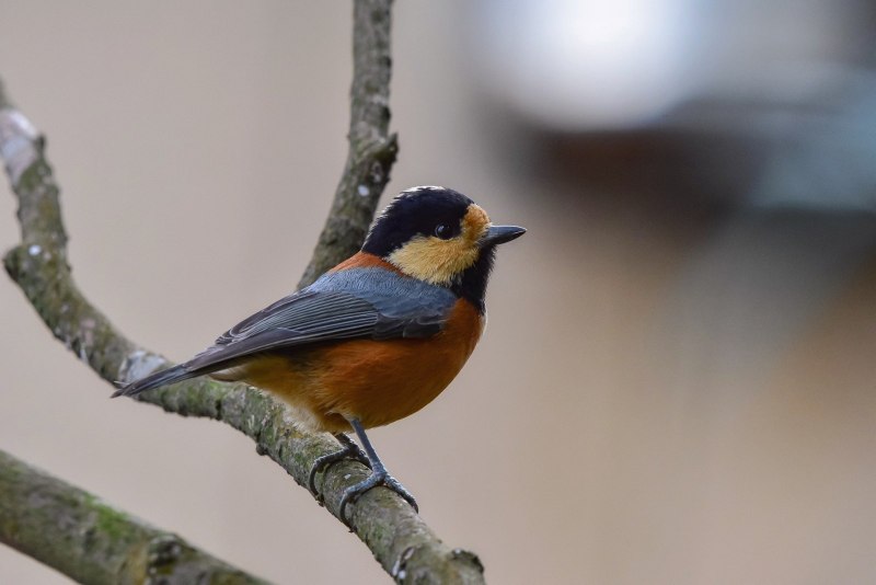 Тиссовая синица Parus varius