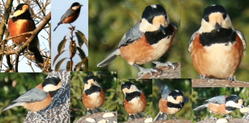 Sittiparus