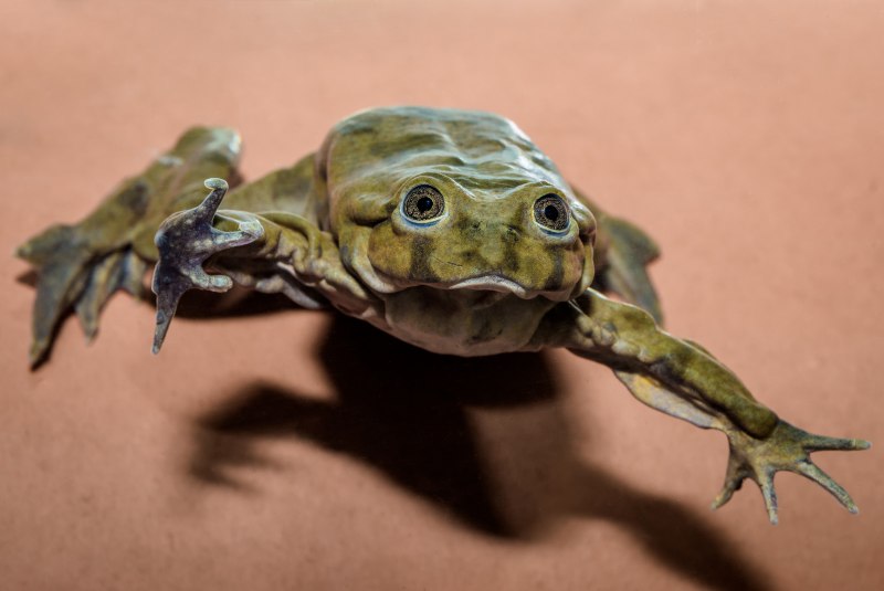 Sehuencas Water Frog