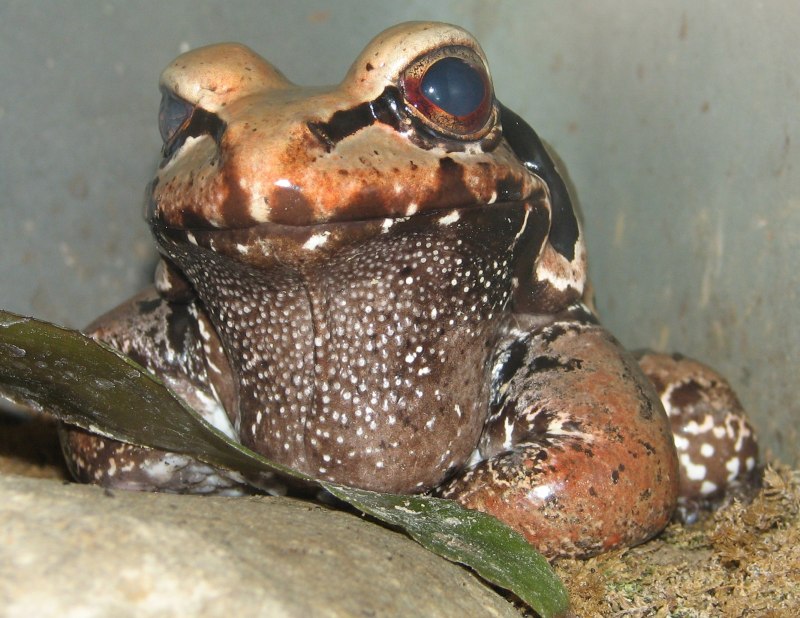 Лягушка Telmatobius culeus