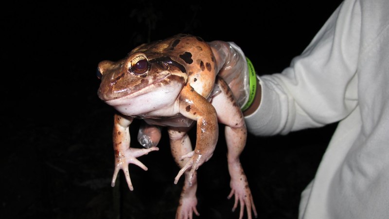 Лягушка Paedophryne amauensis