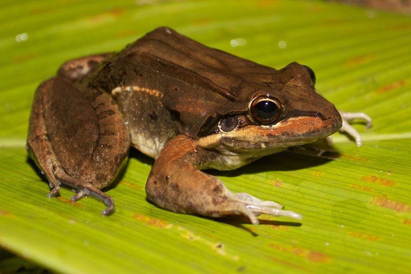 Sehuencas Frog