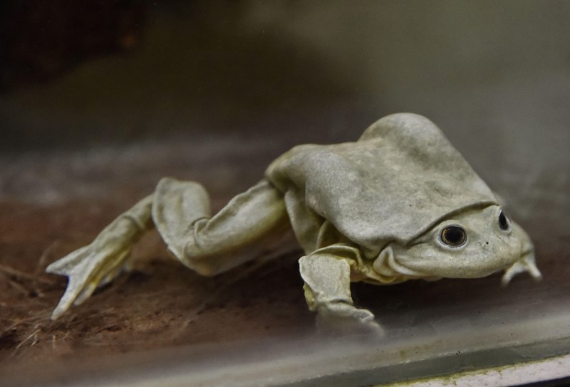 Telmatobius culeus