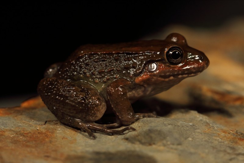 Telmatobius Yuracare