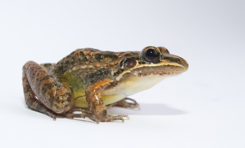 Leptodactylus fallax