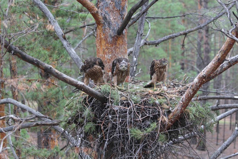 Коршун тетеревятник