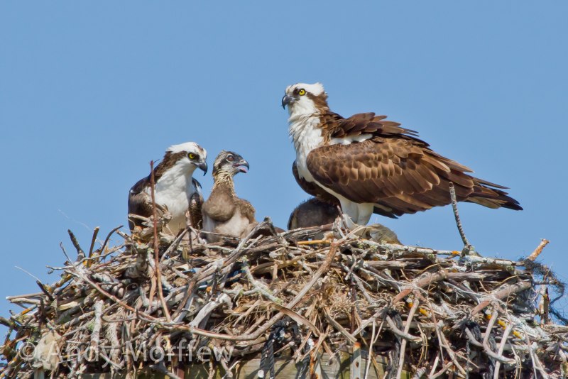 Ястреб-перепелятник (Accipiter nisus)
