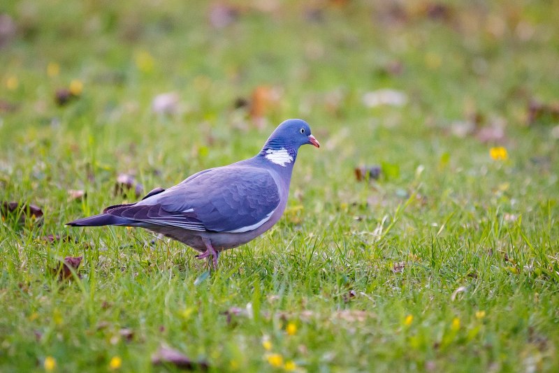 Голубь Columba palumbus