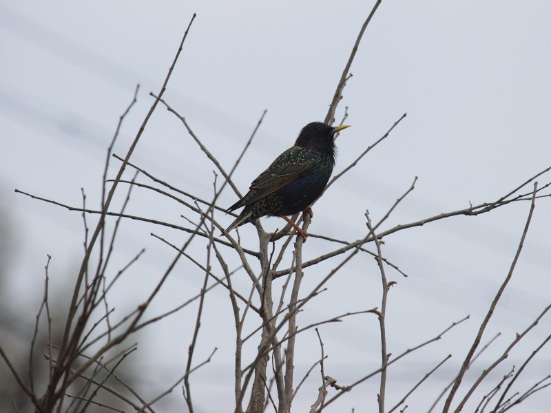 Sturnus vulgaris