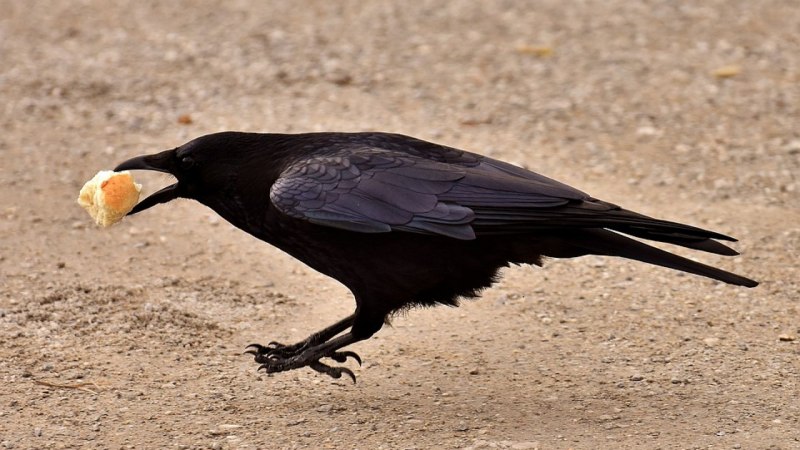 Серая ворона – Corvus cornix