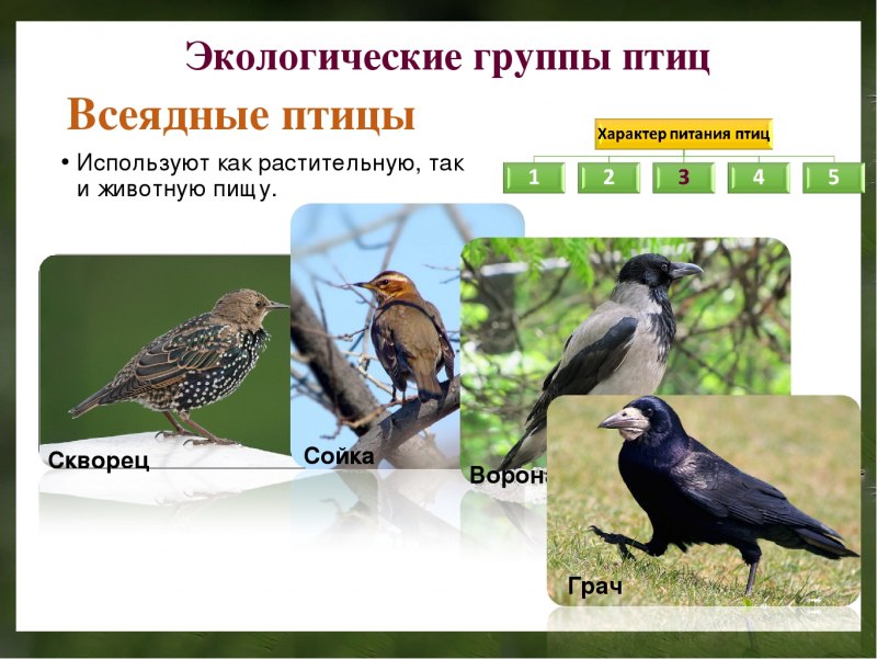 Ворона обыкновенная