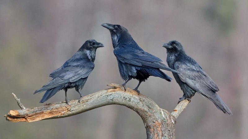 Серая ворона – Corvus cornix