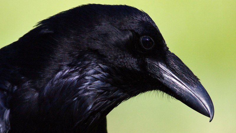 Magpie - сорока