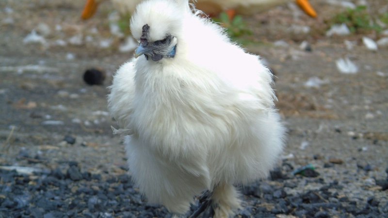 Silkie куры