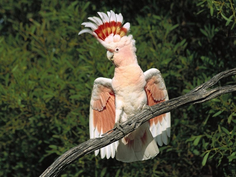 Венесуэльский Амазон