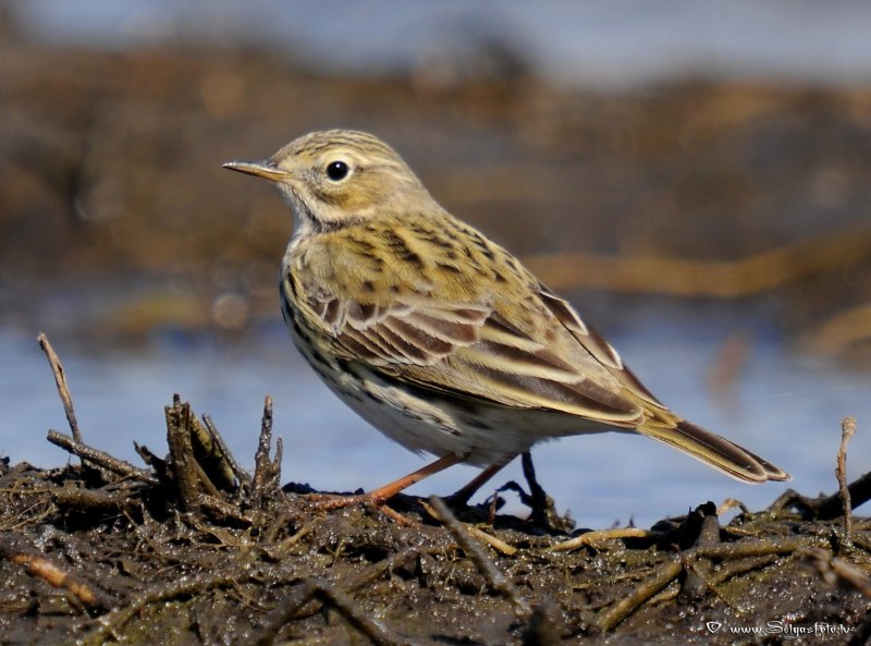 Луговой конек (Anthus pratensis) 237. Краснозобый конек