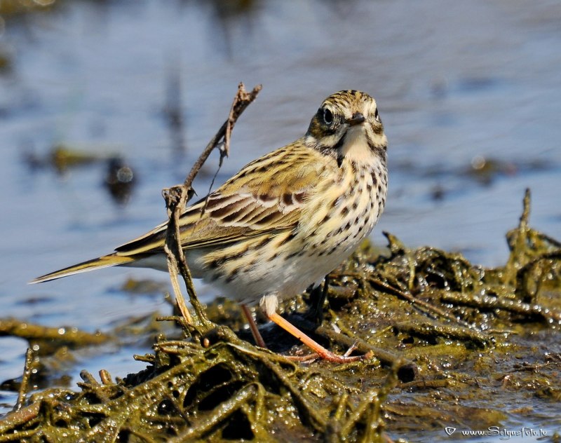 Конек Луговой Anthus pratensis
