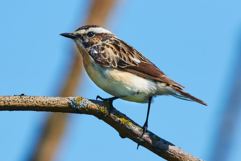Полевой конёк (Anthus Campestris)
