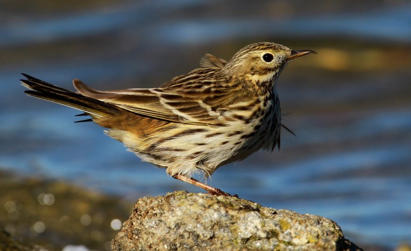 Луговой конек (Anthus pratensis) 237. Краснозобый конек