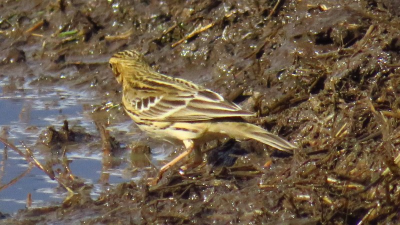 Луговой конек (Anthus pratensis) 237. Краснозобый конек