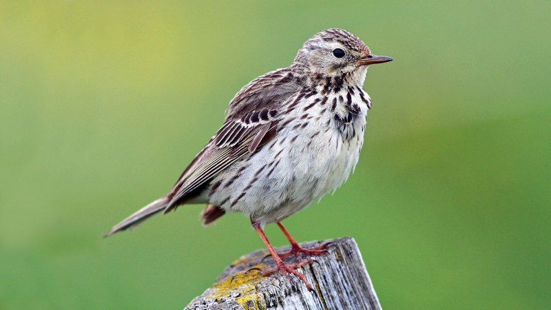 Anthus pratensis