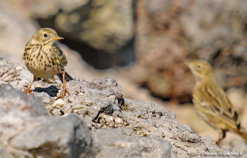Луговой конек (Anthus pratensis) 237. Краснозобый конек