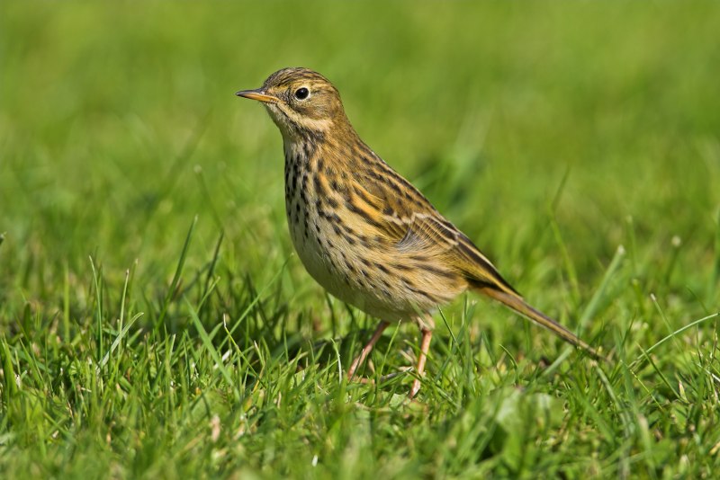 Луговой конек (Anthus pratensis) 237. Краснозобый конек