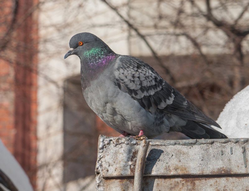 Красный голубь фото