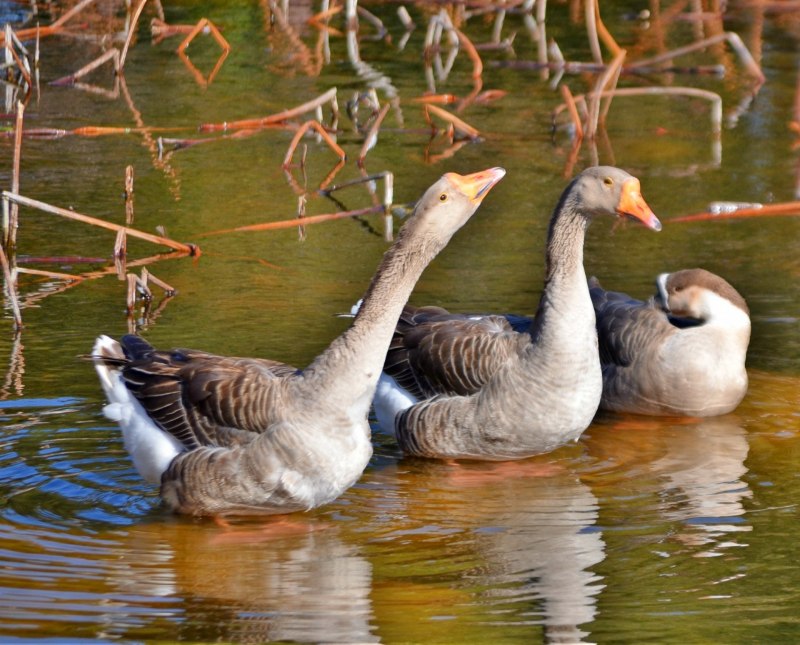 Разница между Goose Geese