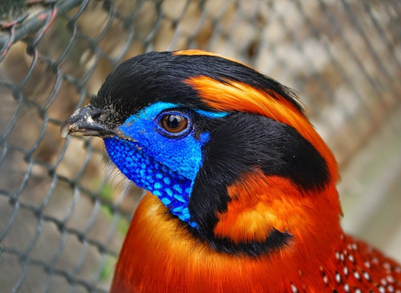 Шейные перья охотничьего фазана ringneck Neck