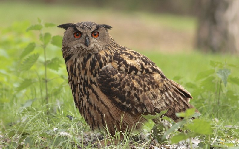 Филин обыкновенный (Bubo Bubo)