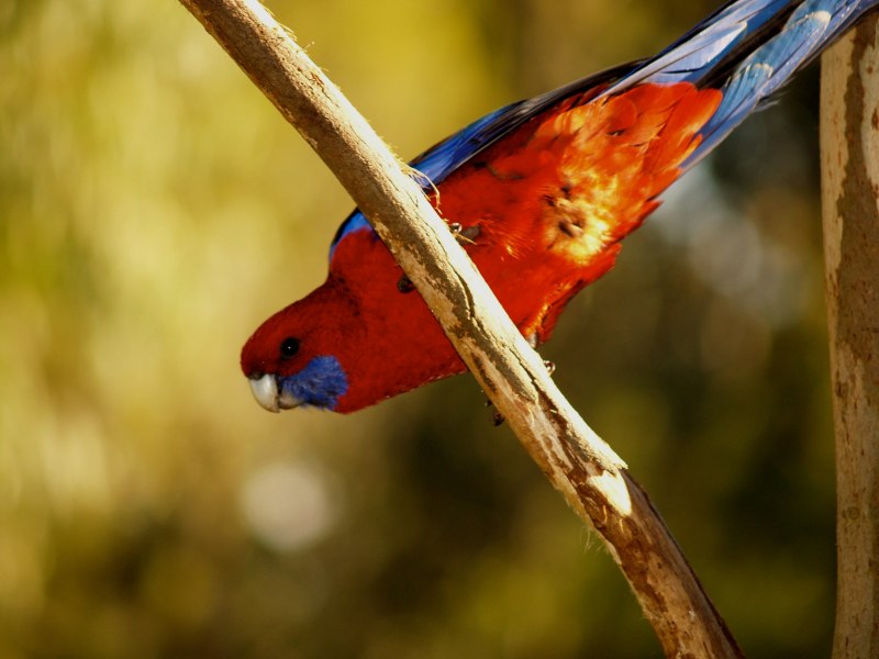 Амадины птенцы