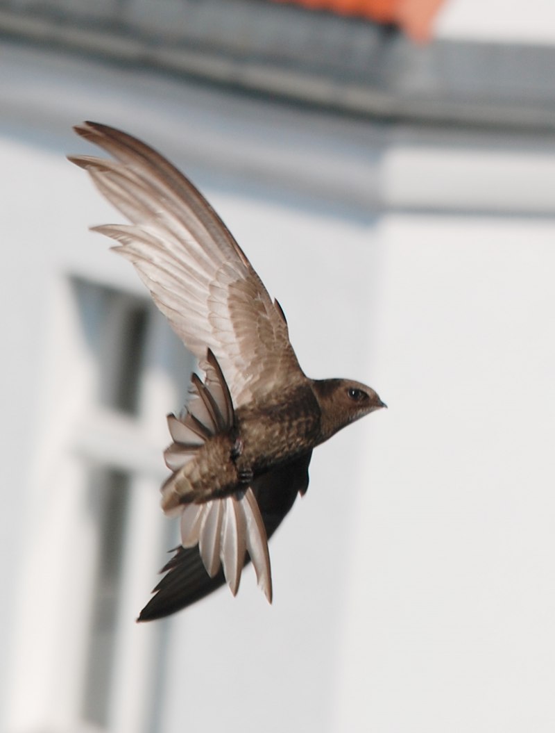 Swallow Ласточка