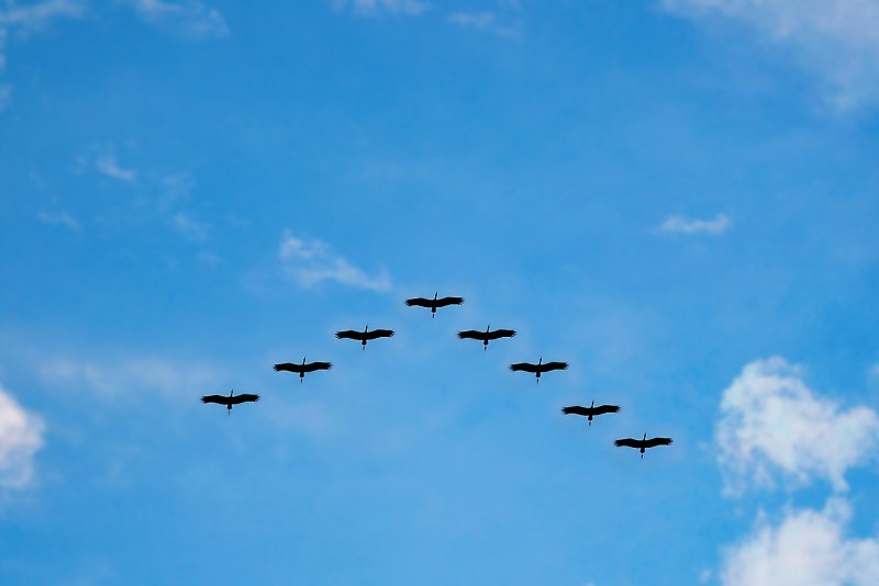 Клин птиц в небе (50 фото)