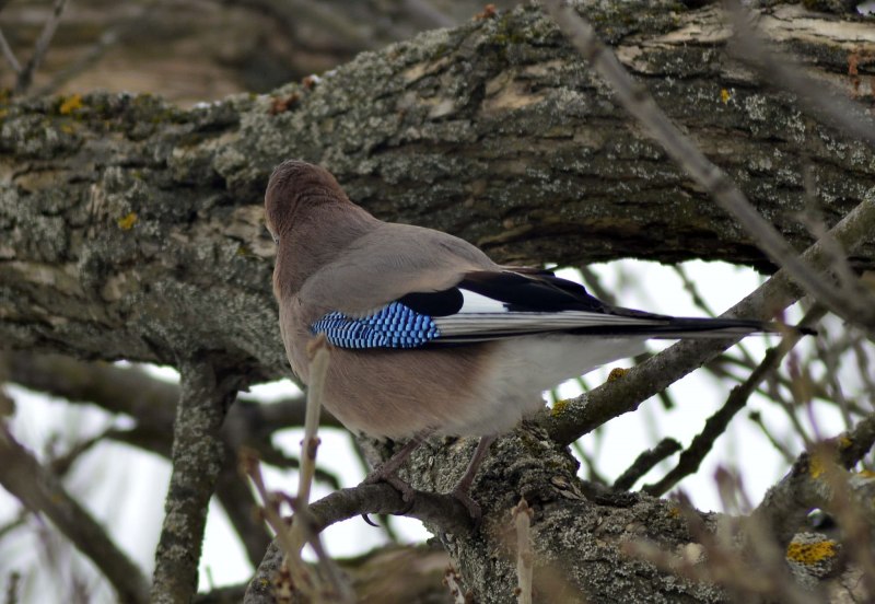 Eurasian Jay